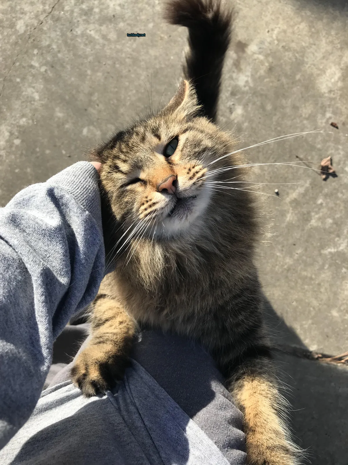 Kedi #2885
