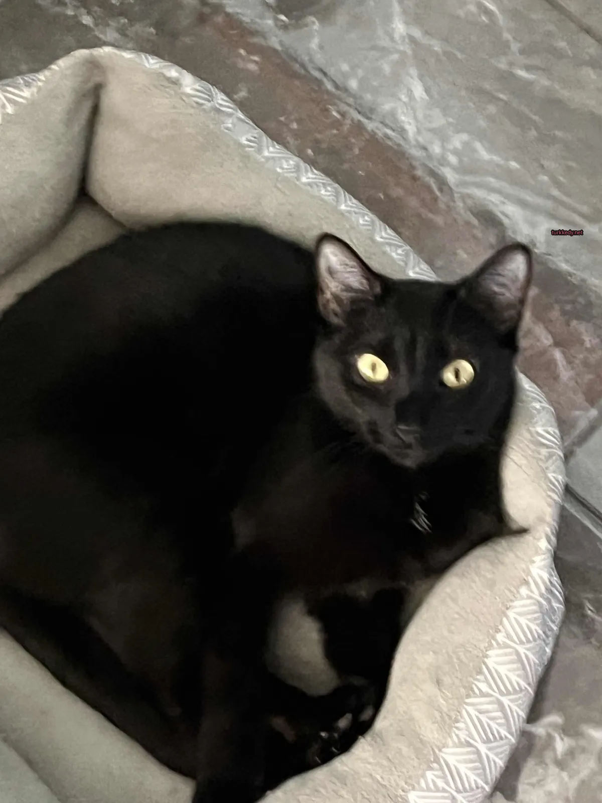 Siyah bir kedi mavi bir yatakta sarı gözlerle uyuyor.