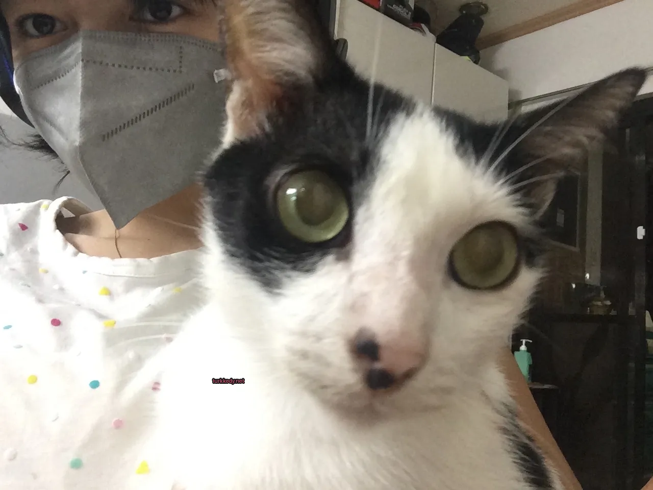 Kedi #2886