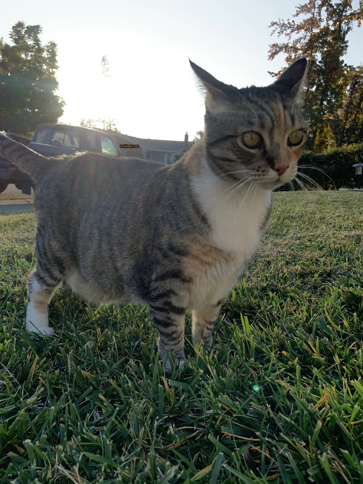 Kedi #2889