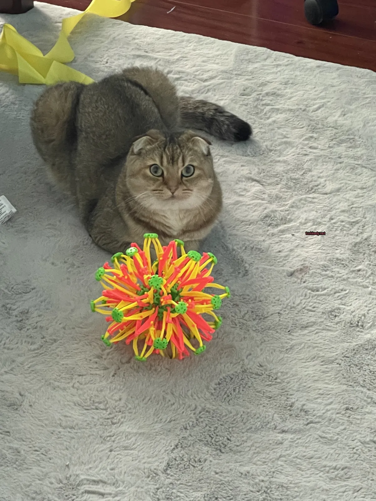 Kedi #2888