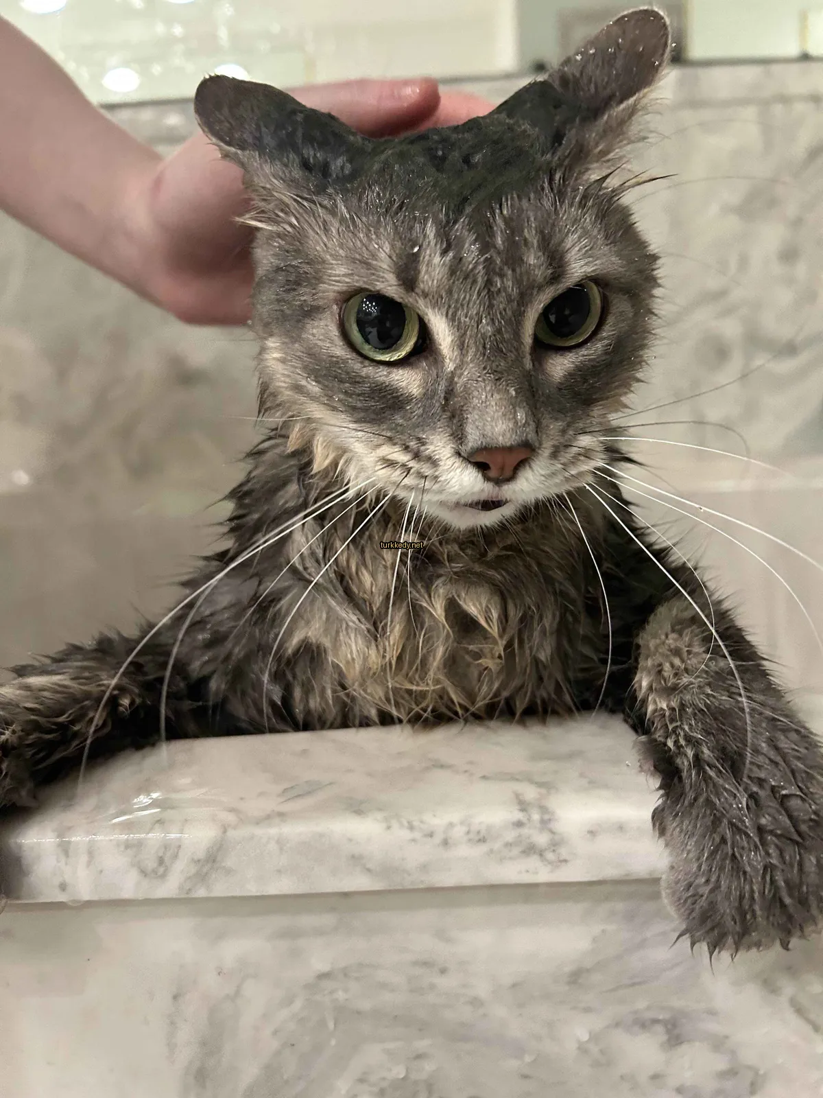 Kedi #2890
