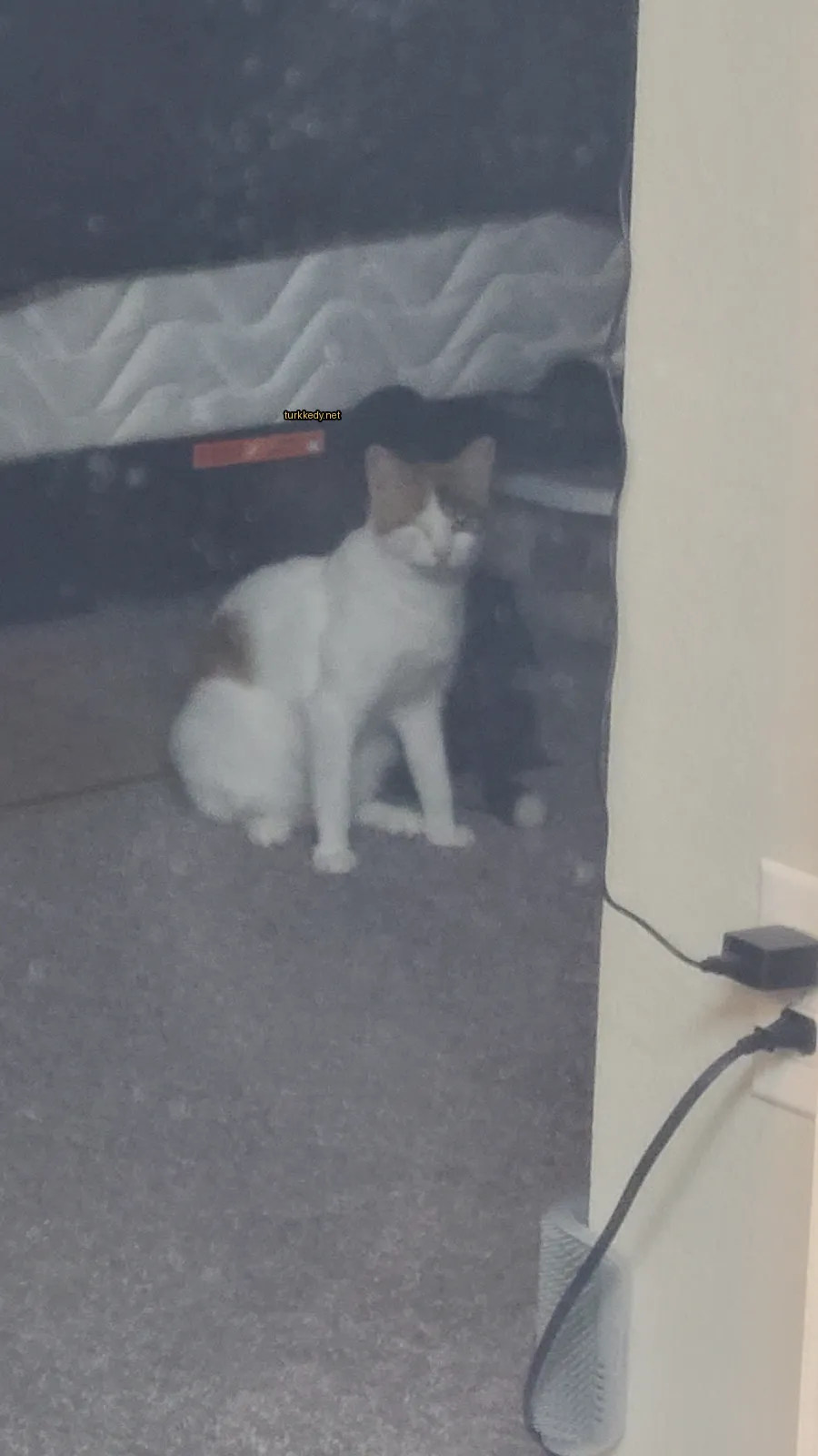 Beyaz ve turuncu bir kedi bir kumaşın üzerinde oturuyor.