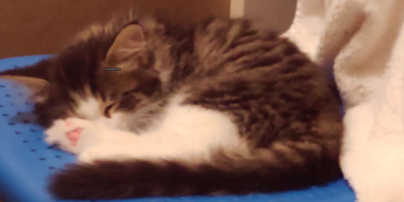 Kedi #2892