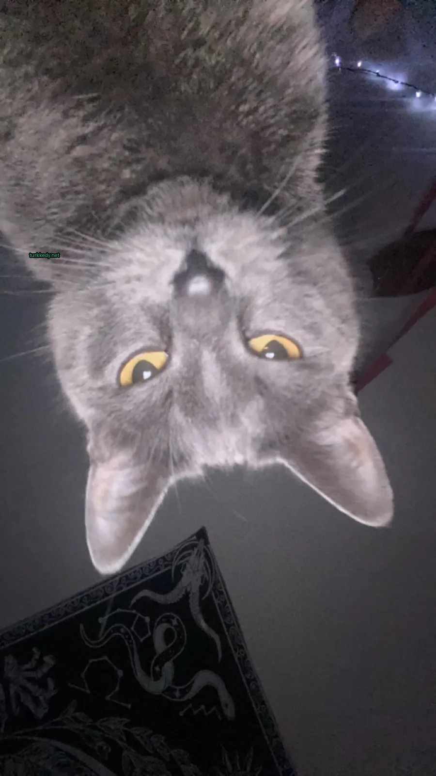 Kedi #2893