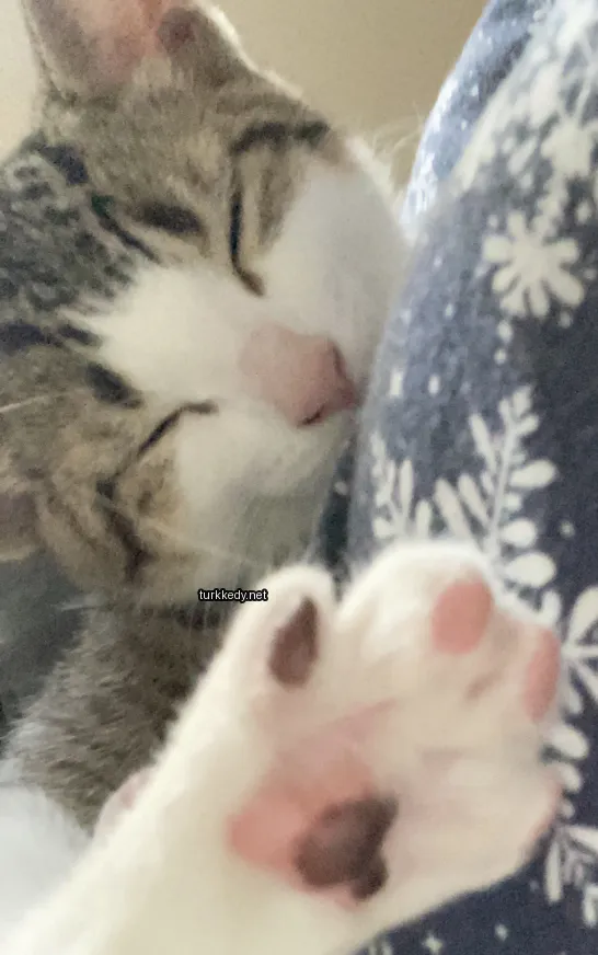 Kedi #2894