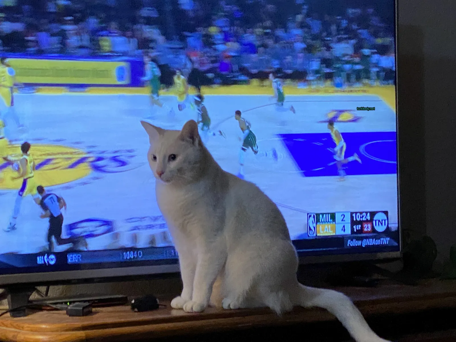 Beyaz bir kedi bir televizyonun önünde bir masada oturuyor.