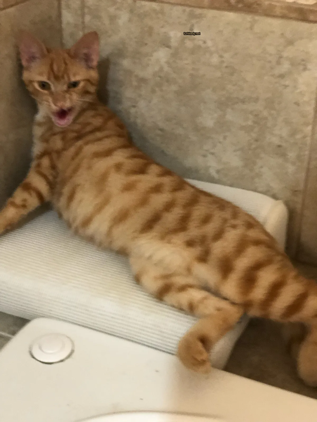 Kedi #2897