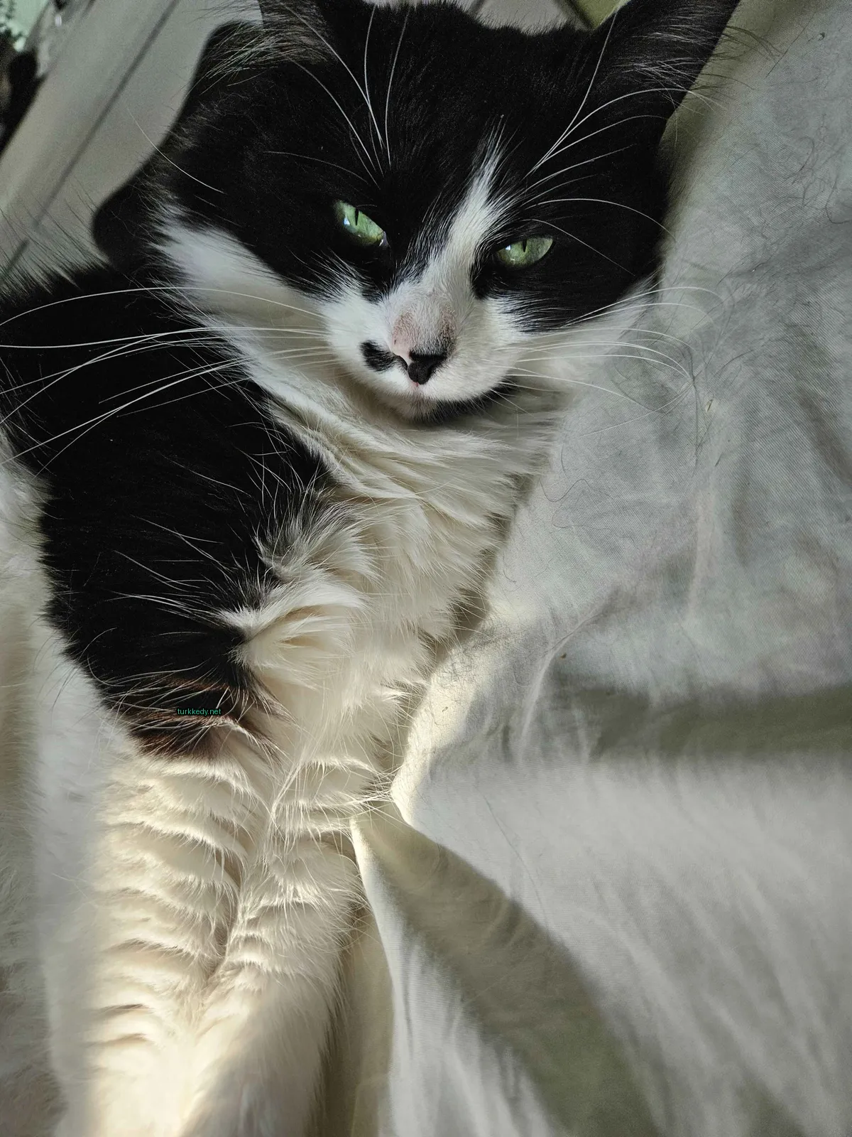 Kedi #2896