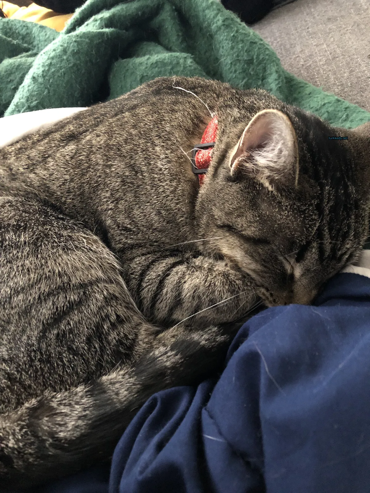 Kedi #2898