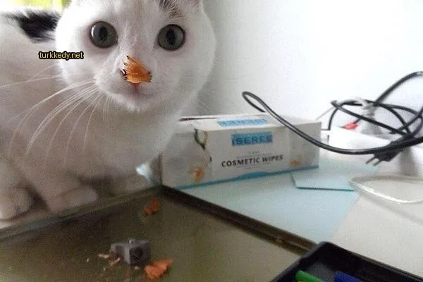 Kedi #2899