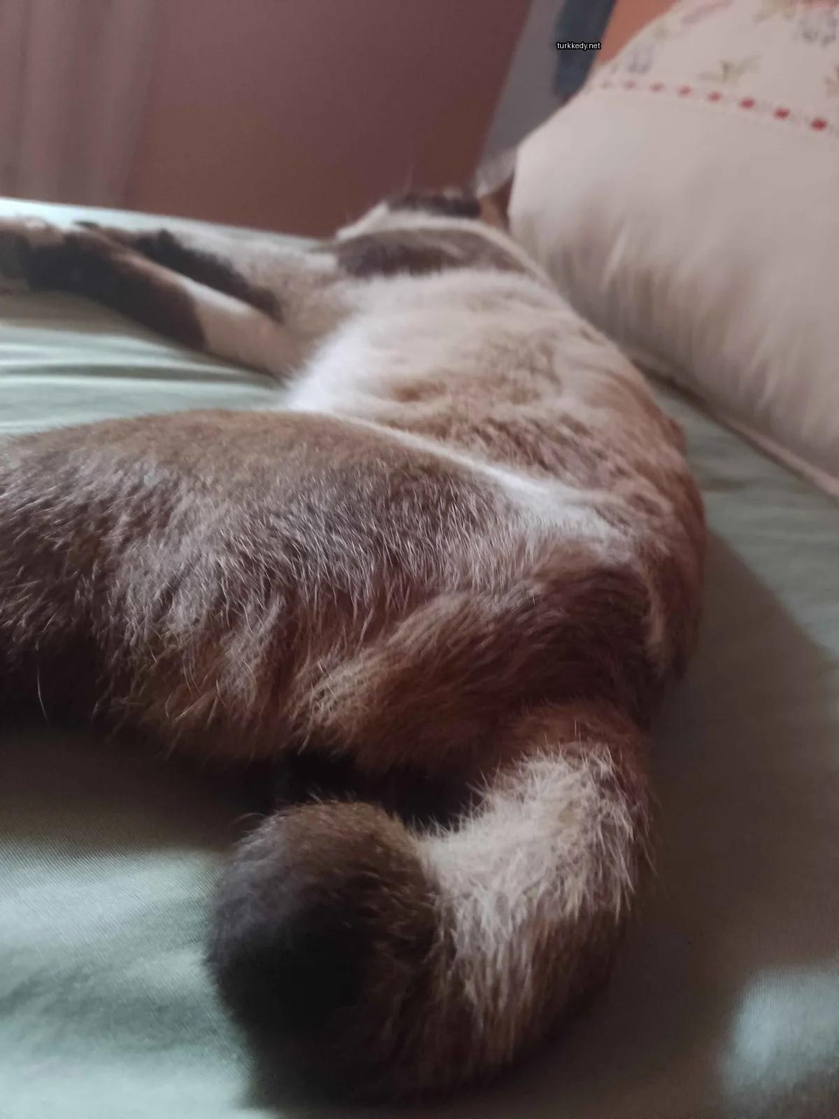 Kedi #2900