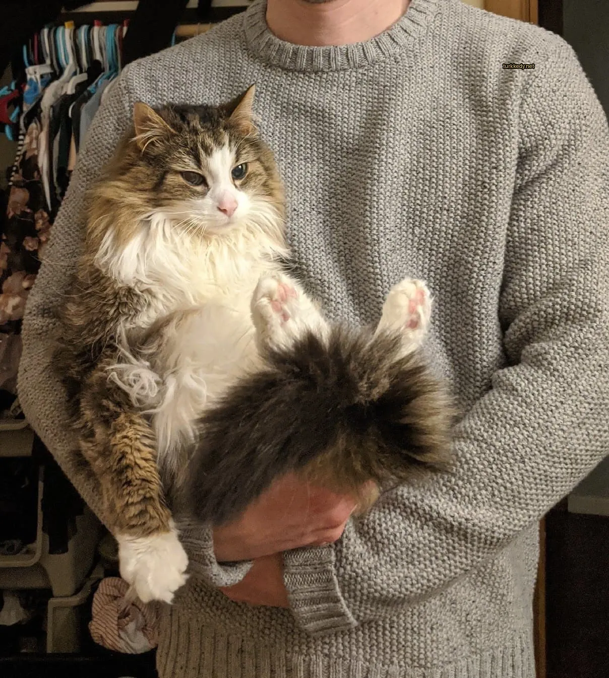Kedi fotoğrafı #2902