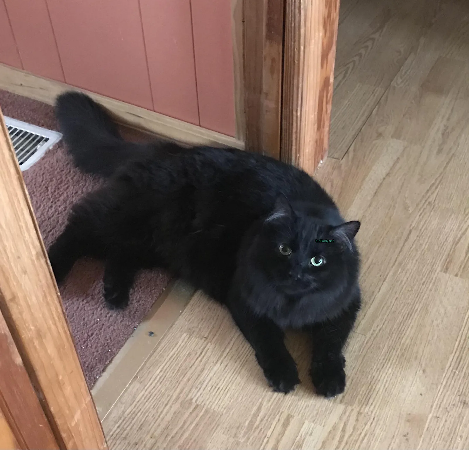 Kedi #2903
