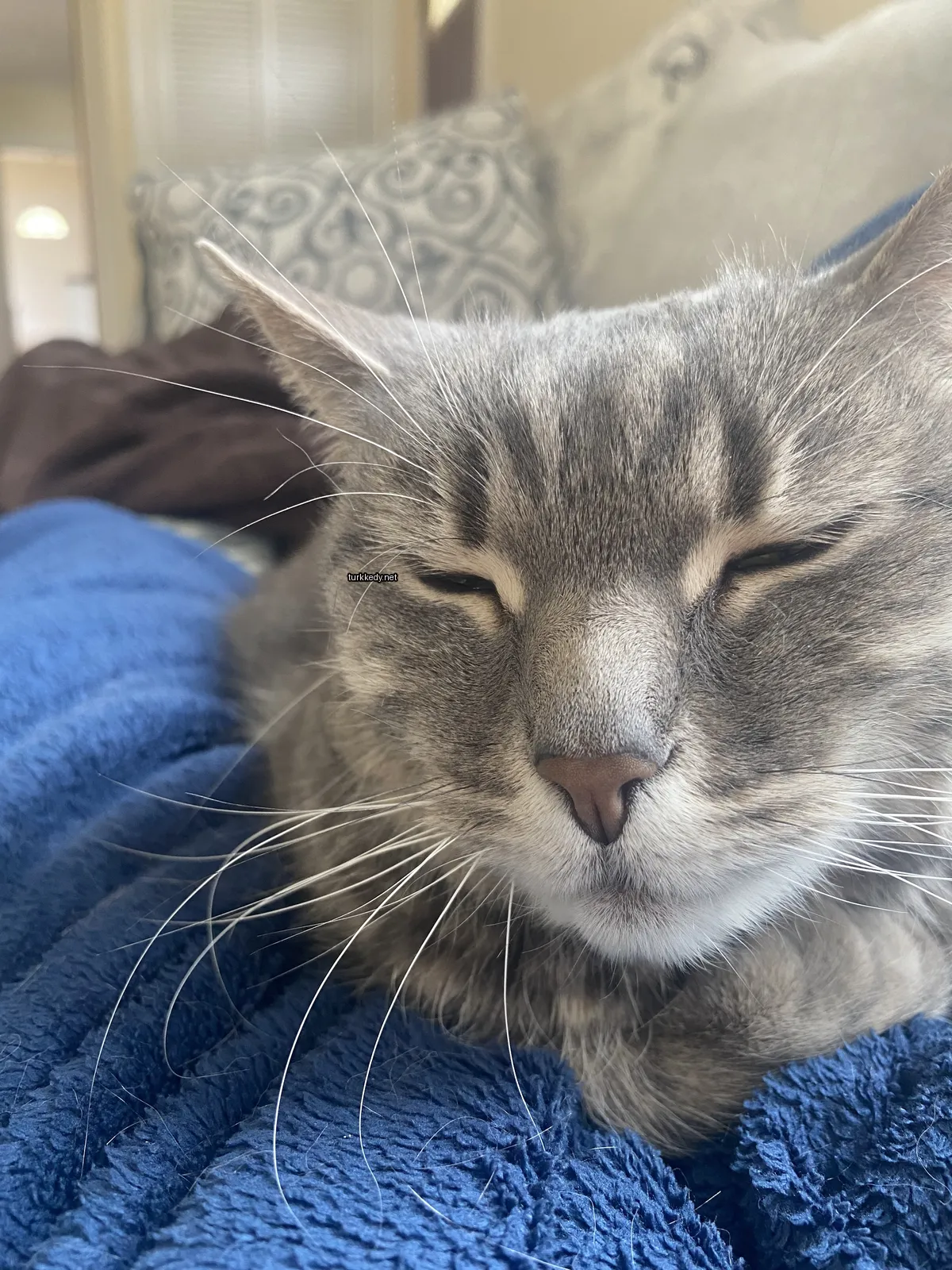 Kedi #2904