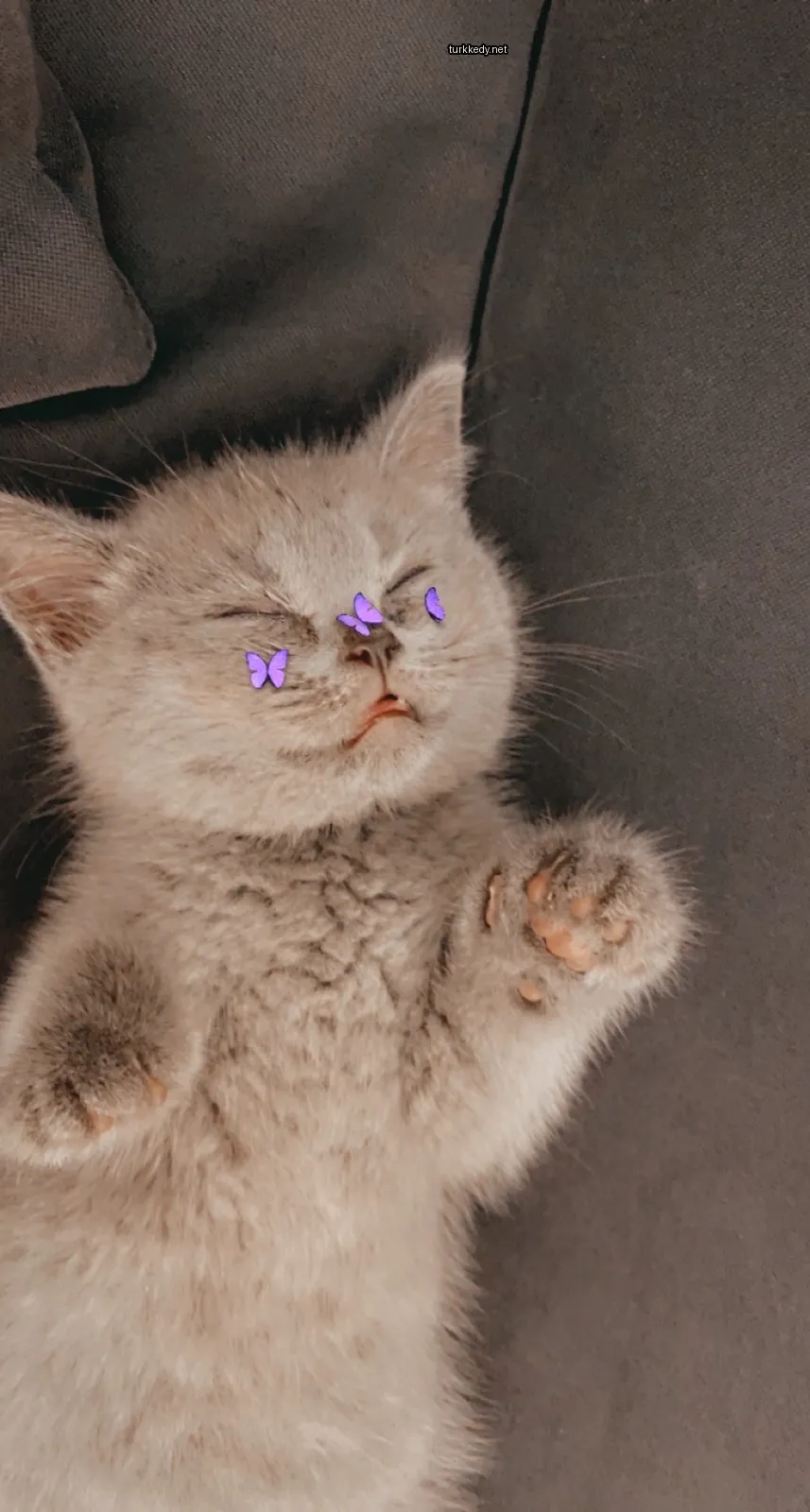 Kedi #2905