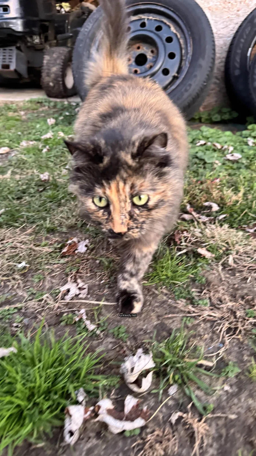 Kedi #2907