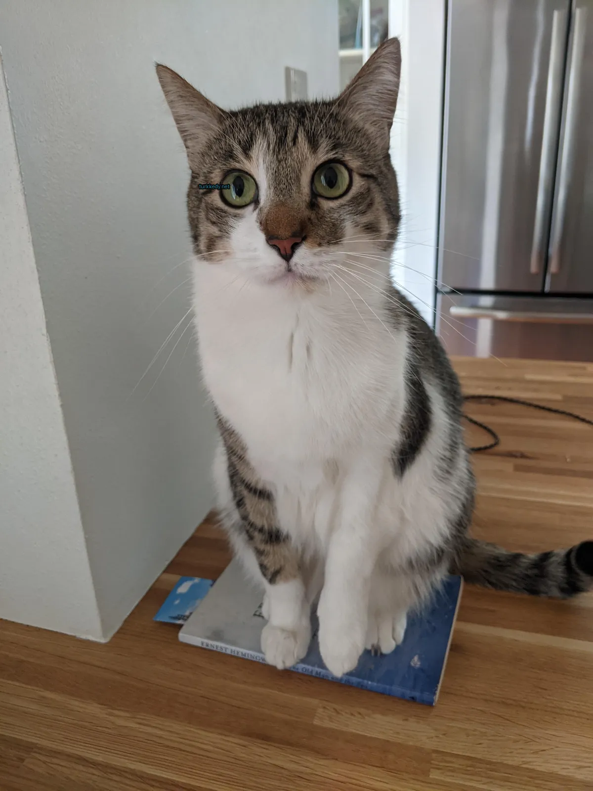 Kedi #2906
