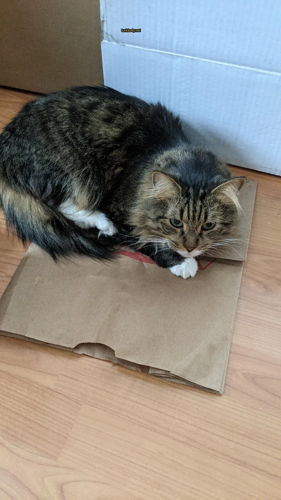 Kedi #2909
