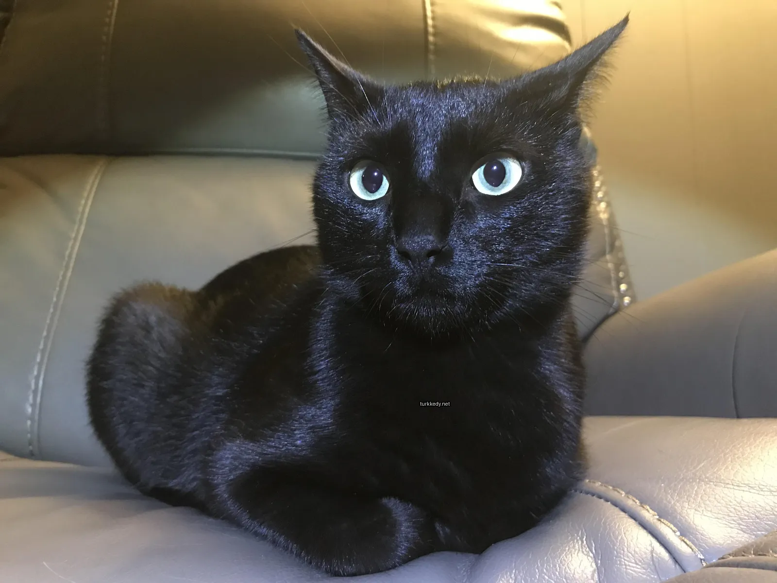 Kedi #2910