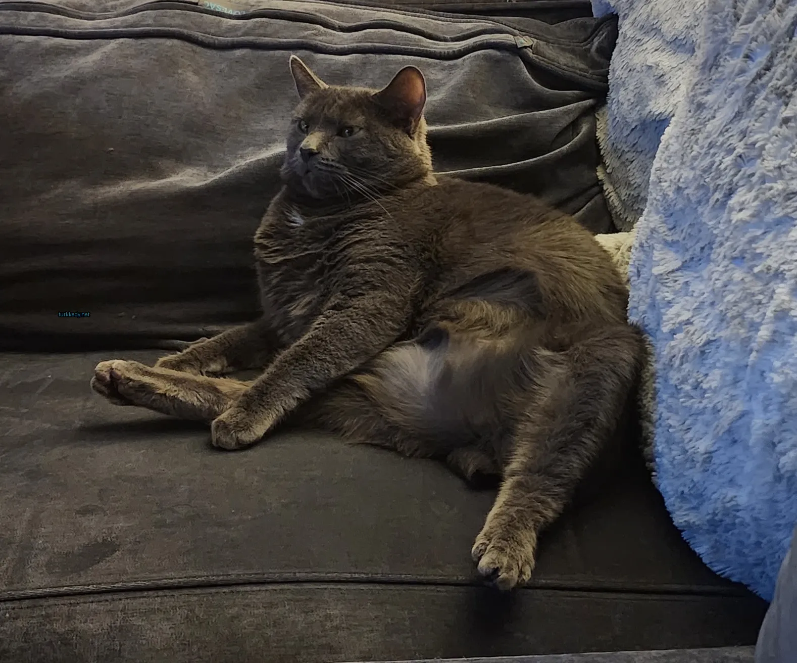 Kedi #2908