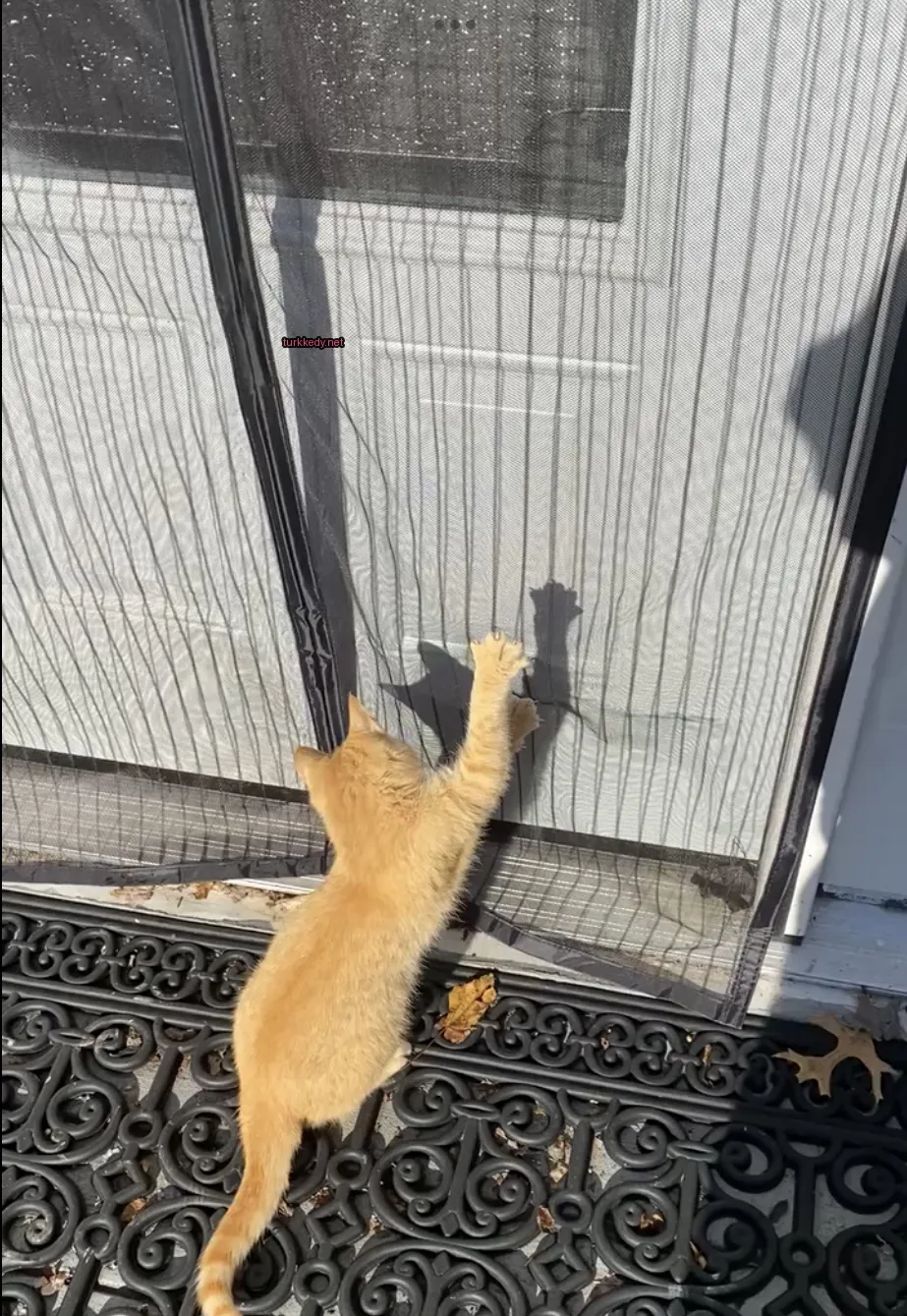 Kedi #2911
