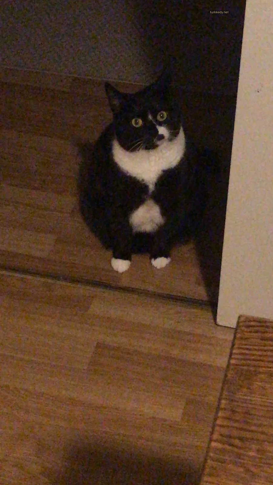 Kedi fotoğrafı #2913