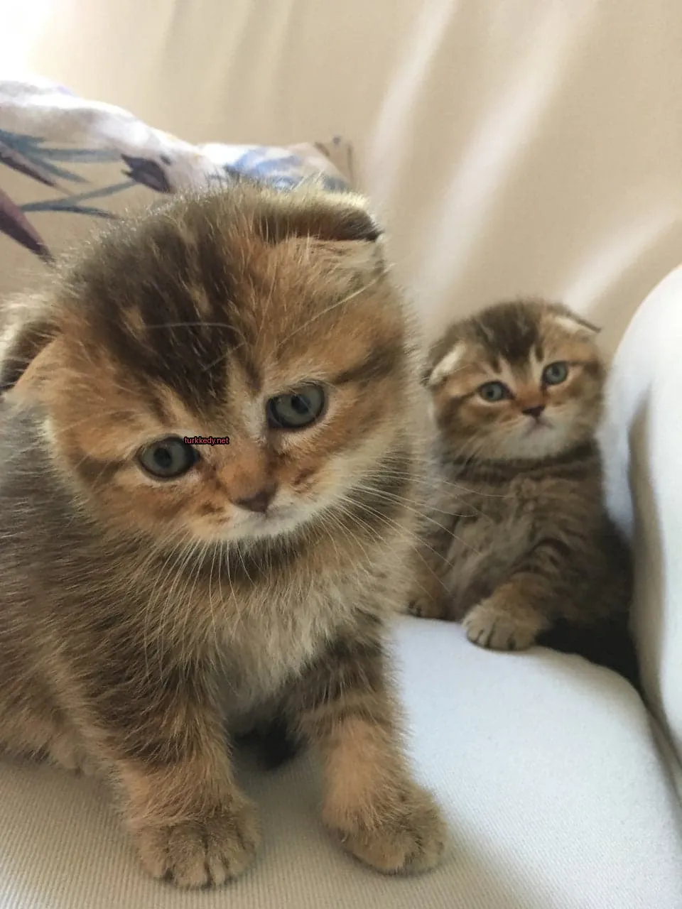 Kedi #2915