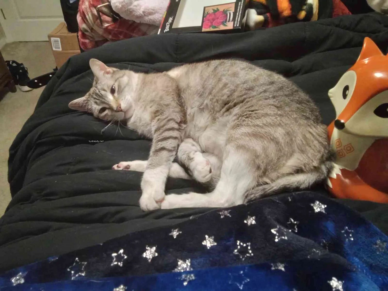 Kedi #2914