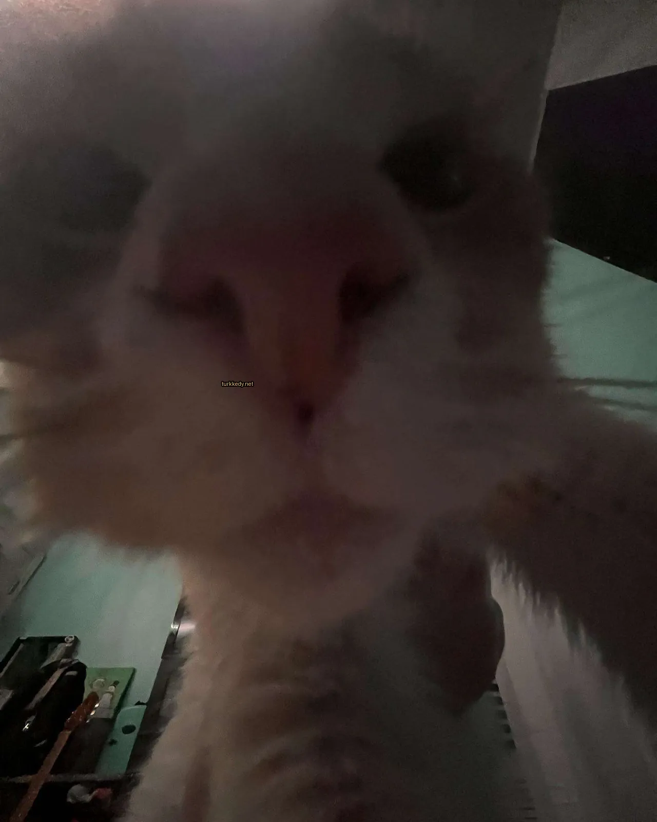 Kedi #2916