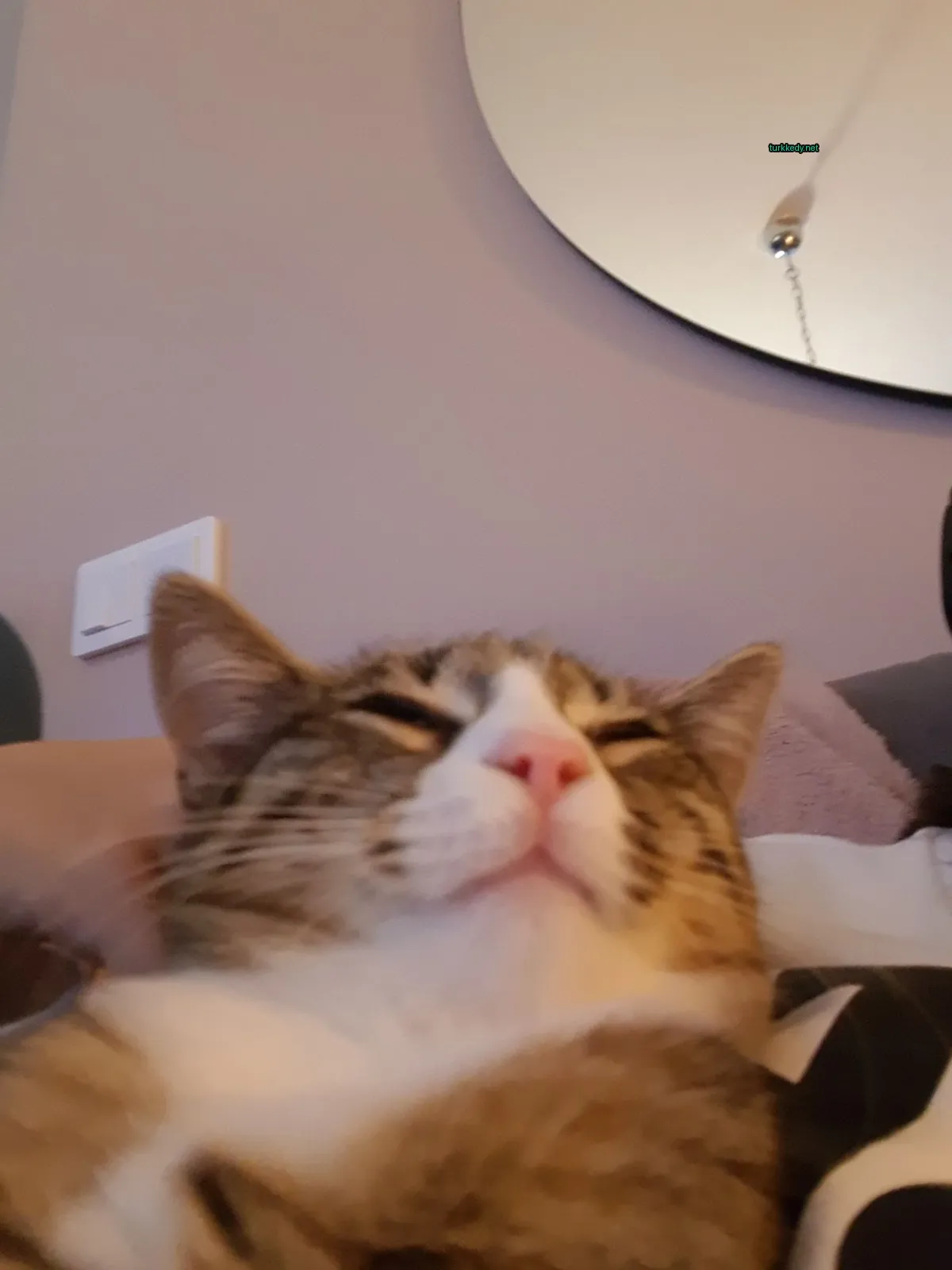 Kedi #2917