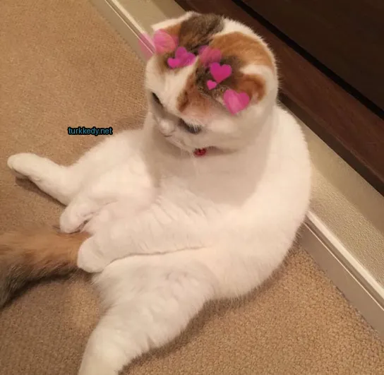 Kedi #2918