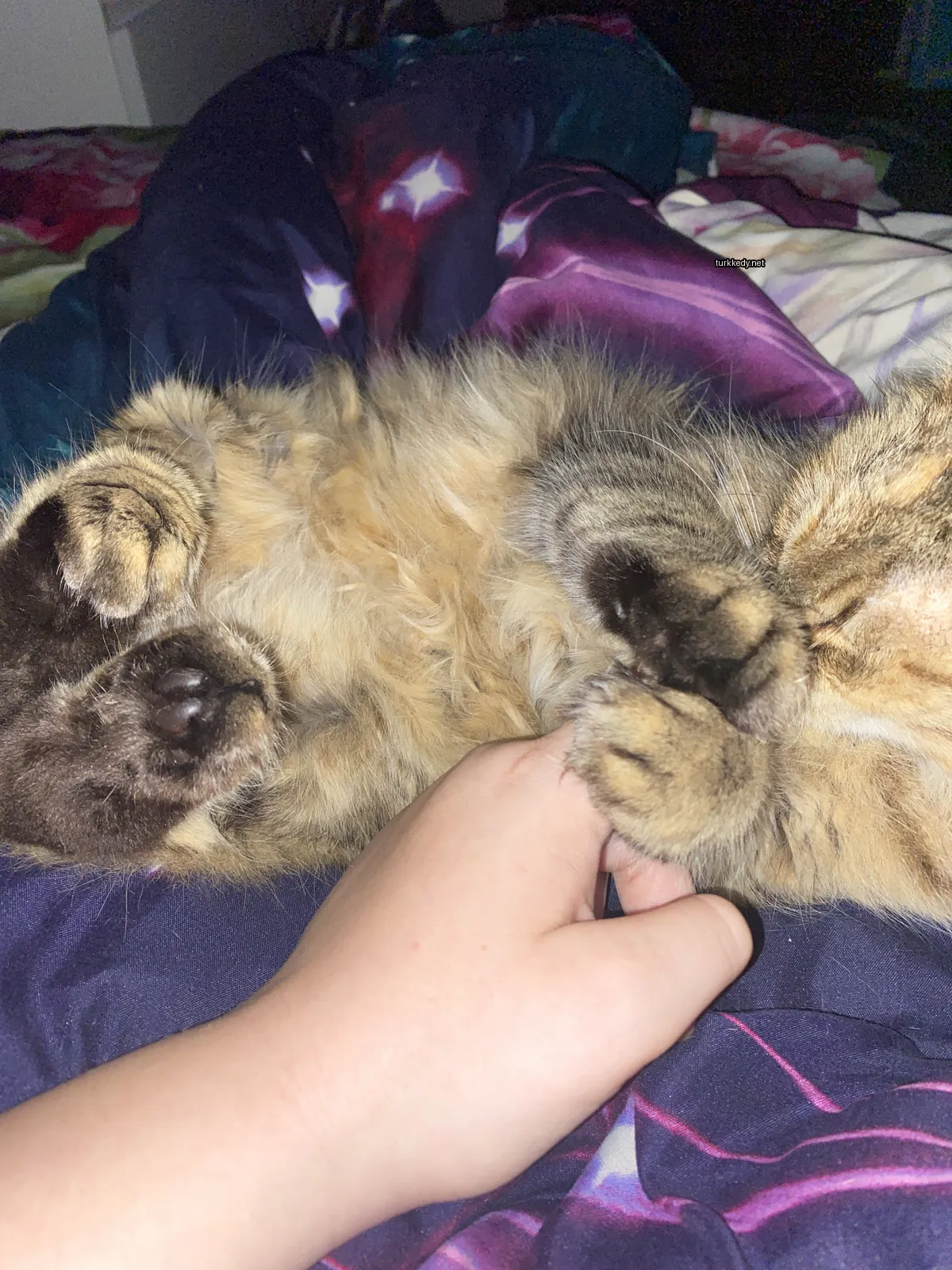Kedi #2920