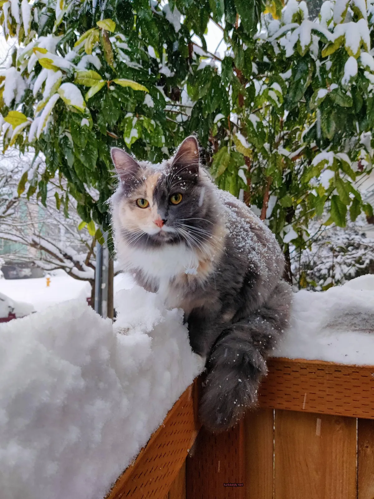 Kedi #2919