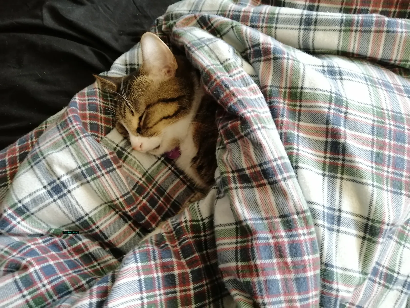 Kedi #2922