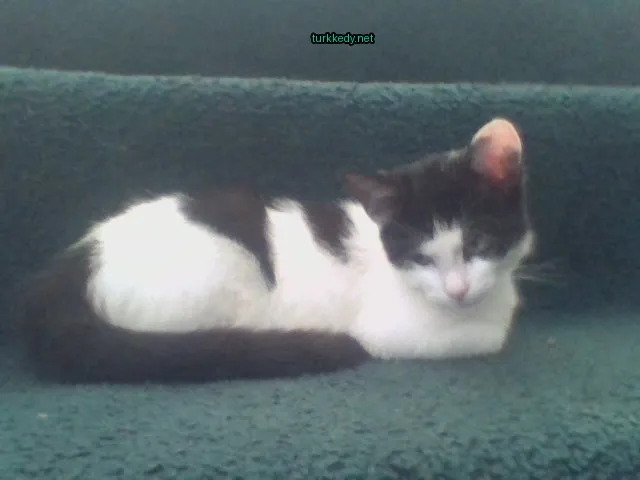 Kedi #2921