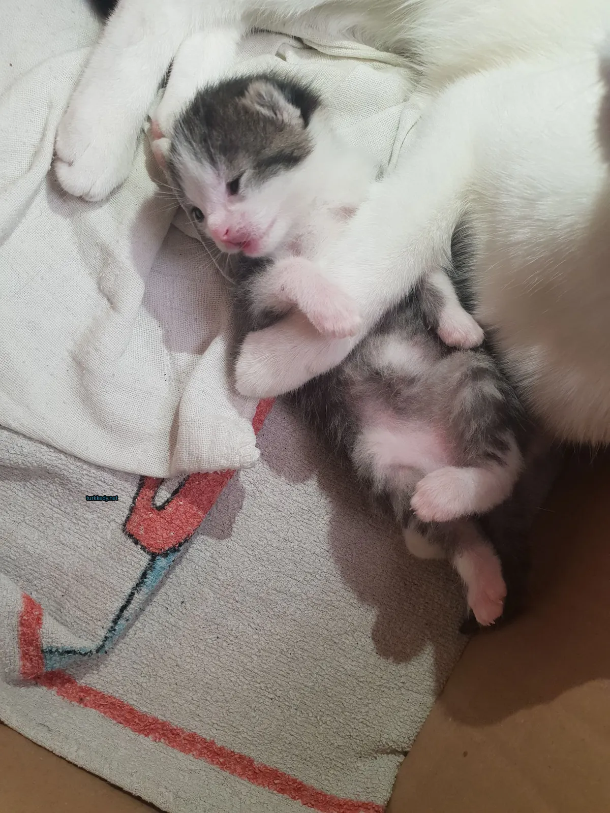 Kedi #2923