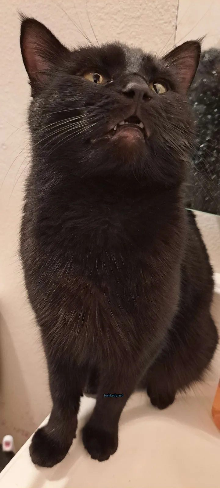 Kedi #2924