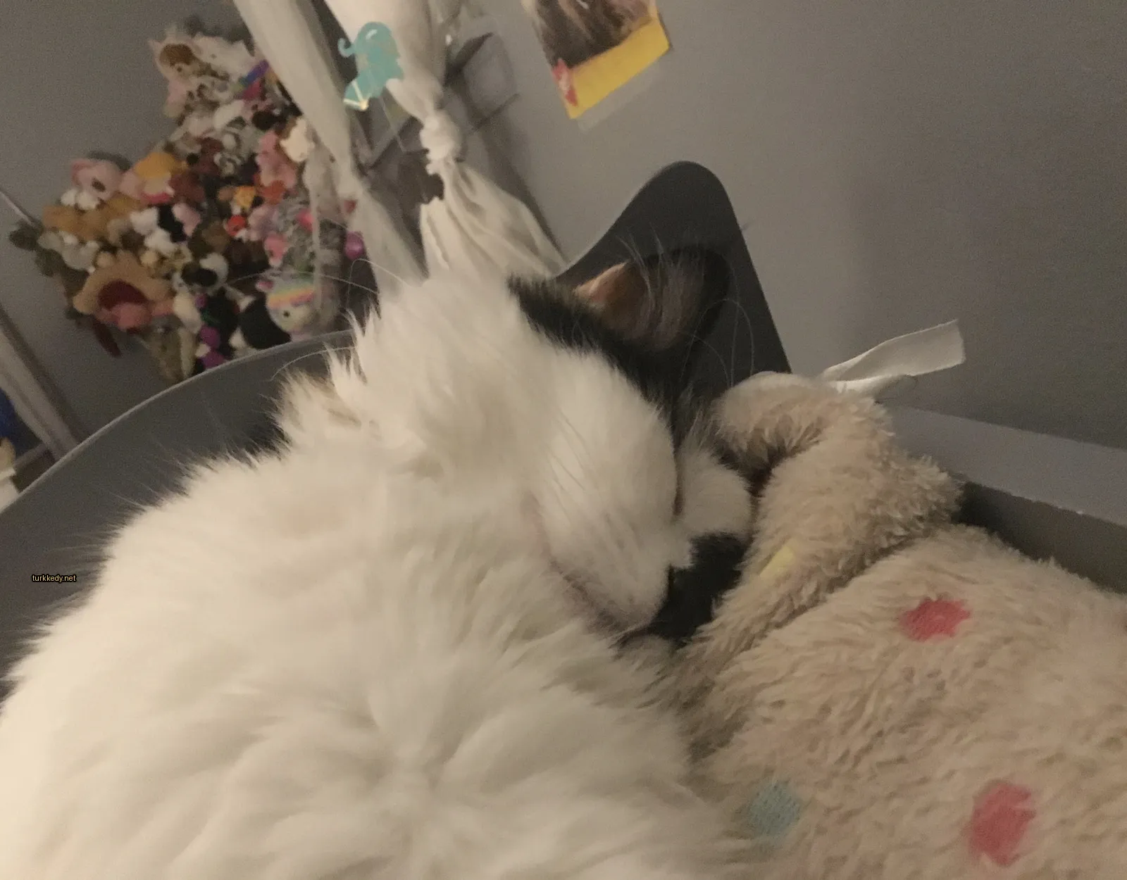 Kedi #2925