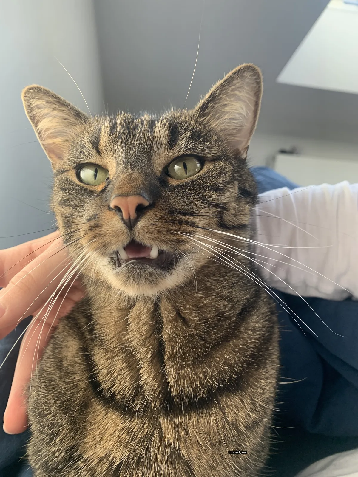 Kedi #2926