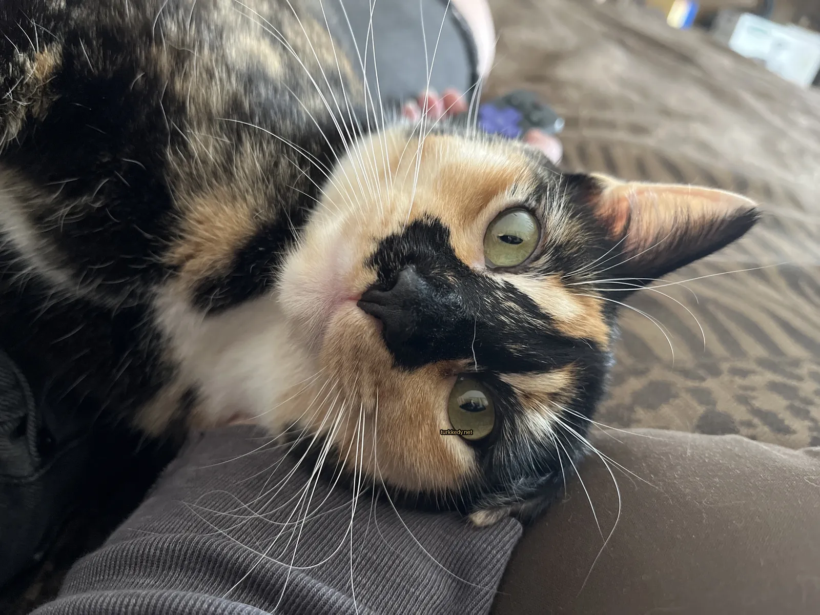 Kedi #2927