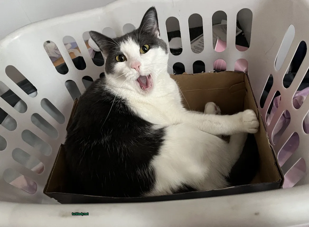 Kedi #2928