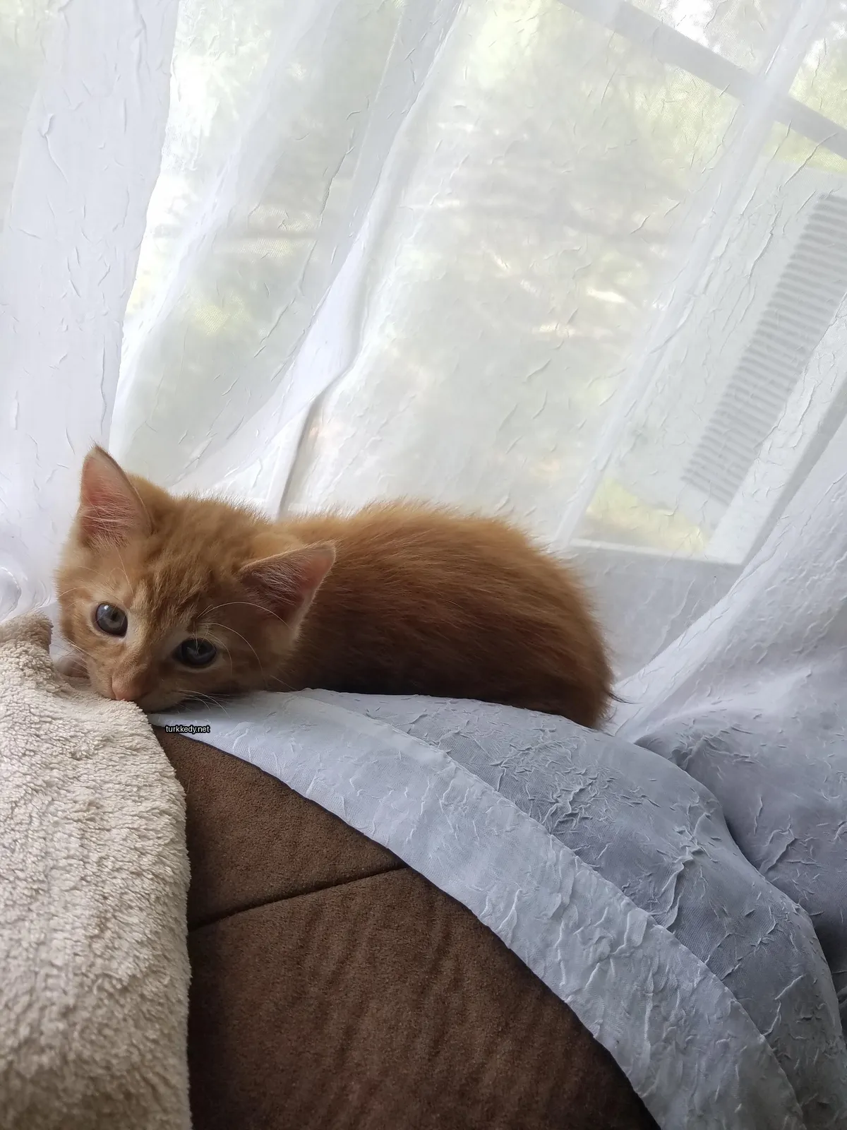 Kedi #2929