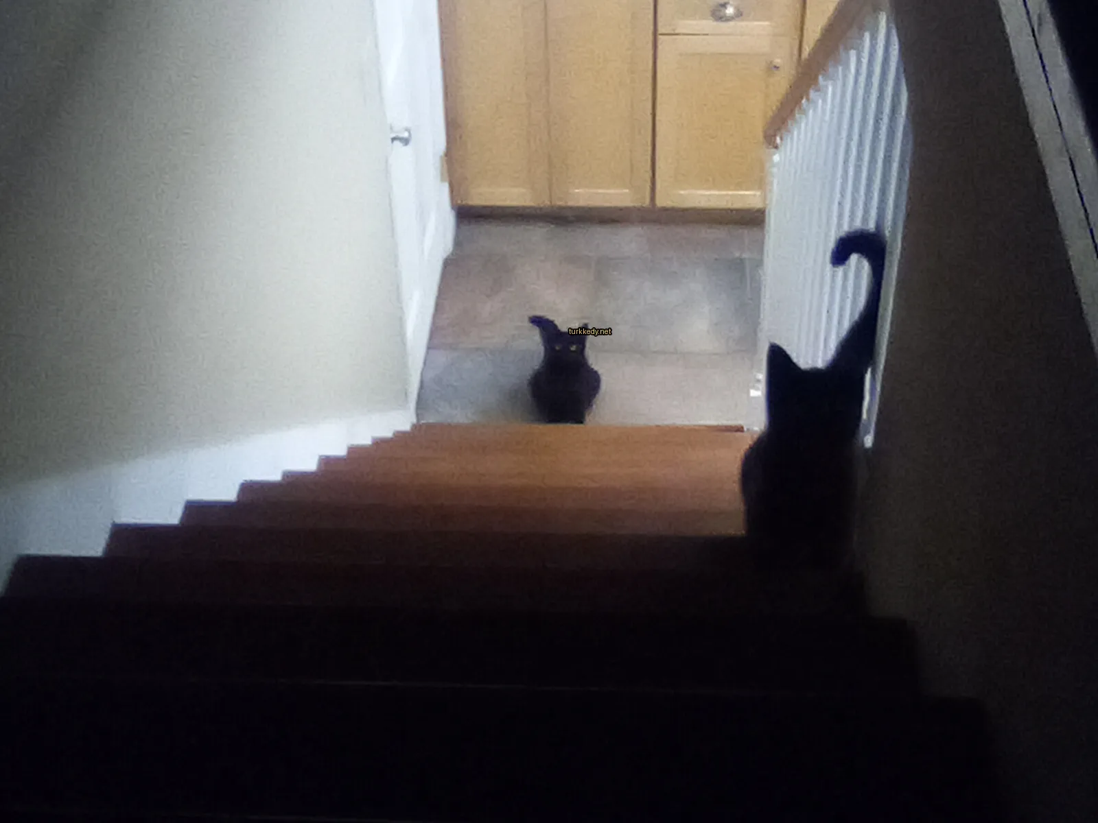 Kedi #2930