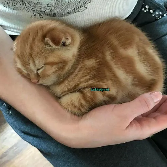 Kedi #2931