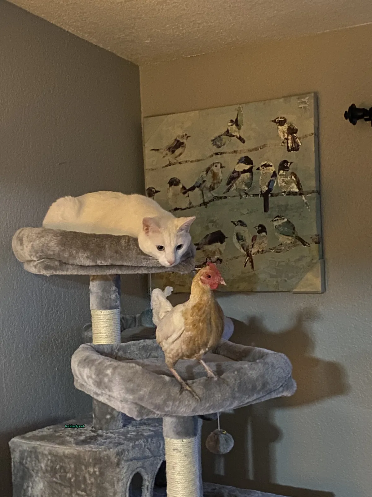 Kedi #2932