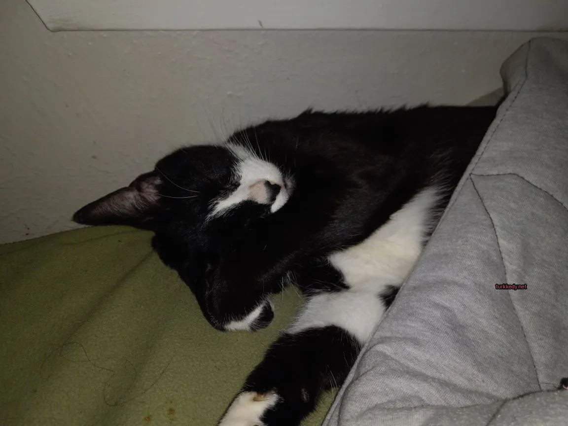 Kedi fotoğrafı #2933