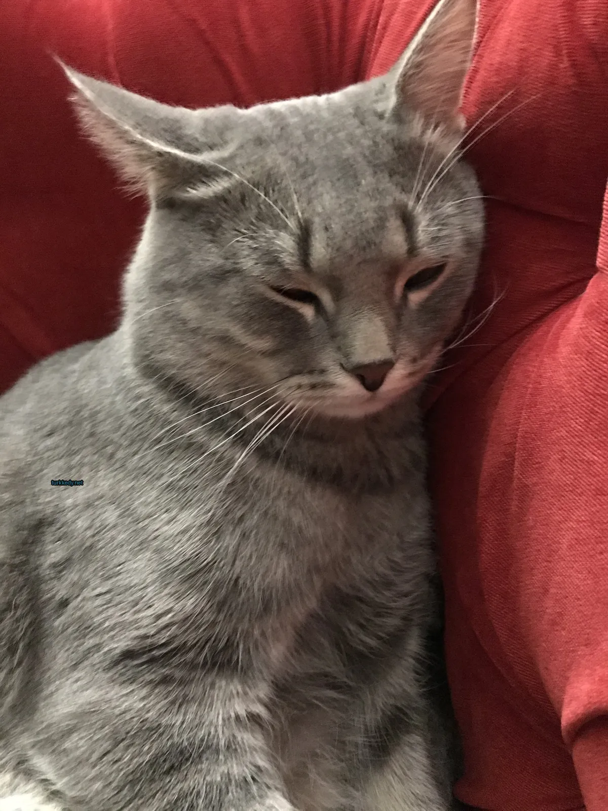 Kedi #2934