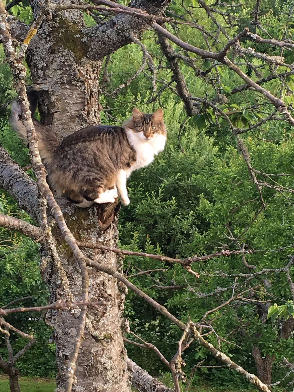 Kedi #2935