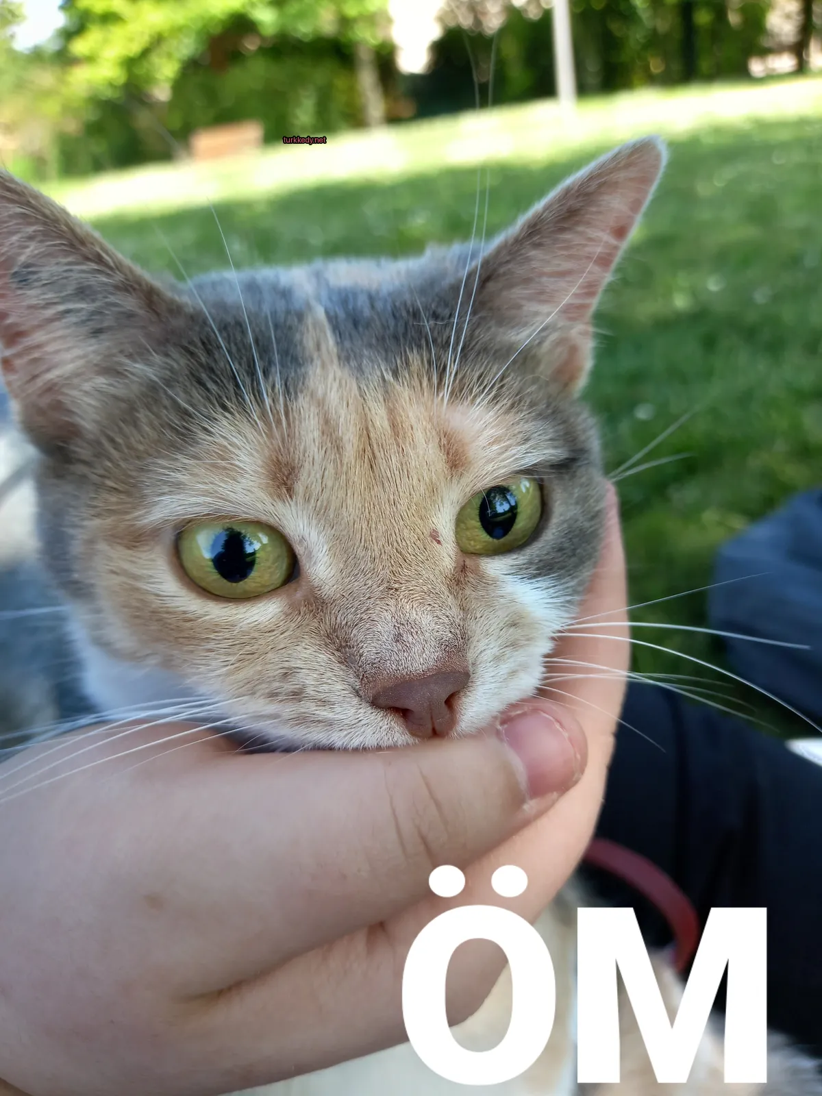 Kedi #2936